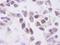 Casein Kinase 2 Alpha 1 antibody, IHC-00036, Bethyl Labs, Immunohistochemistry frozen image 