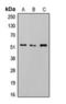 SMAD2 antibody, orb224172, Biorbyt, Western Blot image 