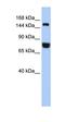 Early Endosome Antigen 1 antibody, orb330958, Biorbyt, Western Blot image 