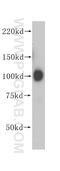 Heat Shock Protein 90 Beta Family Member 1 antibody, 14700-1-AP, Proteintech Group, Western Blot image 