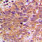 ABL Proto-Oncogene 1, Non-Receptor Tyrosine Kinase antibody, LS-C353897, Lifespan Biosciences, Immunohistochemistry frozen image 