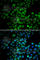 EMSY Transcriptional Repressor, BRCA2 Interacting antibody, A6138, ABclonal Technology, Immunofluorescence image 
