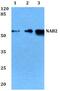 NGFI-A Binding Protein 2 antibody, PA5-75321, Invitrogen Antibodies, Western Blot image 