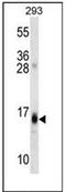 Regulator Of G Protein Signaling 8 antibody, AP53654PU-N, Origene, Western Blot image 