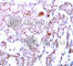 p65 antibody, AP0124, ABclonal Technology, Immunohistochemistry paraffin image 