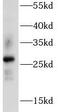 Aquaporin 2 antibody, FNab09924, FineTest, Western Blot image 
