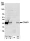 Collagen triple helix repeat-containing protein 1 antibody, A305-863A-M, Bethyl Labs, Western Blot image 