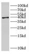 ERLIN2 antibody, FNab02849, FineTest, Western Blot image 