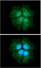 2,4-Dienoyl-CoA Reductase 1 antibody, GTX57680, GeneTex, Immunocytochemistry image 