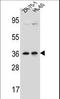 Leucine Zipper Protein 2 antibody, LS-C163925, Lifespan Biosciences, Western Blot image 