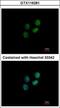 Zwilch Kinetochore Protein antibody, GTX116281, GeneTex, Immunofluorescence image 