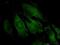 Trafficking Protein Particle Complex 4 antibody, H00051399-M03, Novus Biologicals, Immunofluorescence image 