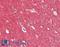 Synuclein Alpha antibody, LS-B11185, Lifespan Biosciences, Immunohistochemistry paraffin image 