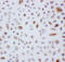 Peroxiredoxin 3 antibody, LS-C312978, Lifespan Biosciences, Immunocytochemistry image 