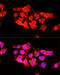 Alpha-1-B Glycoprotein antibody, 15-832, ProSci, Immunofluorescence image 