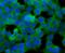DHEA-ST antibody, A02839, Boster Biological Technology, Immunocytochemistry image 