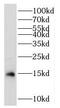 Ribosomal Protein L35 antibody, FNab07434, FineTest, Western Blot image 