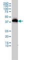Upstream Transcription Factor 1 antibody, H00007391-M02, Novus Biologicals, Western Blot image 