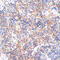 Ring Finger Protein 10 antibody, 14-349, ProSci, Immunohistochemistry paraffin image 