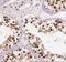 CWC25 Spliceosome Associated Protein Homolog antibody, FNab02086, FineTest, Immunohistochemistry frozen image 