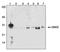 Fas Associated Via Death Domain antibody, ADI-AAM-212-E, Enzo Life Sciences, Western Blot image 