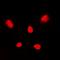 p38 antibody, orb318865, Biorbyt, Immunofluorescence image 