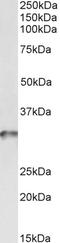 G2an antibody, orb100172, Biorbyt, Western Blot image 