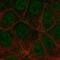 FLT4 antibody, HPA046519, Atlas Antibodies, Immunocytochemistry image 