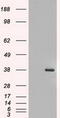 Heparin-binding growth factor 2 antibody, TA500013S, Origene, Western Blot image 