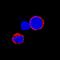 CD72 Molecule antibody, AF1279, R&D Systems, Immunohistochemistry paraffin image 