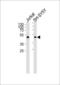 Annexin A7 antibody, MBS9203352, MyBioSource, Western Blot image 