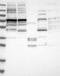 Ubiquitin Specific Peptidase 43 antibody, NBP1-82040, Novus Biologicals, Western Blot image 