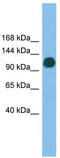 Ubiquitin Specific Peptidase 36 antibody, TA344663, Origene, Western Blot image 