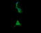 Retinoic Acid Receptor Responder 1 antibody, LS-C174676, Lifespan Biosciences, Immunofluorescence image 