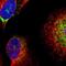 Caseinolytic Mitochondrial Matrix Peptidase Proteolytic Subunit antibody, NBP1-89557, Novus Biologicals, Immunofluorescence image 