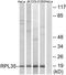 Ribosomal Protein L35 antibody, TA315163, Origene, Western Blot image 