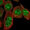 Cysteine Rich Tail 1 antibody, NBP1-81056, Novus Biologicals, Immunofluorescence image 