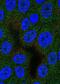 Aspartyl Aminopeptidase antibody, PA5-60848, Invitrogen Antibodies, Immunofluorescence image 
