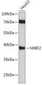 Nuclear Receptor Binding Factor 2 antibody, GTX54585, GeneTex, Western Blot image 