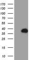 Phytanoyl-CoA Dioxygenase Domain Containing 1 antibody, TA811367, Origene, Western Blot image 