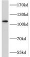 MICAL Like 2 antibody, FNab05179, FineTest, Western Blot image 