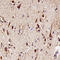 Metabotropic glutamate receptor 3 antibody, AF4668, R&D Systems, Western Blot image 