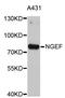 Neuronal Guanine Nucleotide Exchange Factor antibody, STJ26742, St John
