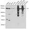 PCB antibody, GTX54577, GeneTex, Western Blot image 