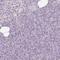 Synaptotagmin 11 antibody, HPA064091, Atlas Antibodies, Immunohistochemistry frozen image 