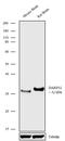 Protein Phosphatase 1 Regulatory Inhibitor Subunit 1B antibody, 720203, Invitrogen Antibodies, Western Blot image 