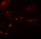 SPRY Domain Containing 4 antibody, NBP1-77100, Novus Biologicals, Immunofluorescence image 
