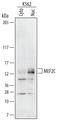 Myocyte Enhancer Factor 2C antibody, AF6786, R&D Systems, Western Blot image 