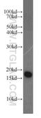 Nudix Hydrolase 2 antibody, 10484-1-AP, Proteintech Group, Western Blot image 