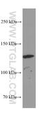 Angiomotin antibody, 60156-1-Ig, Proteintech Group, Western Blot image 